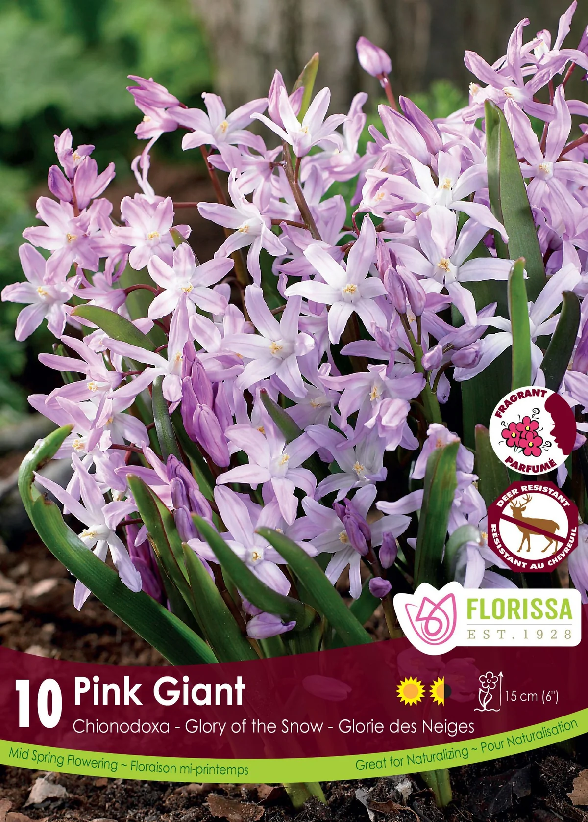 Florissa Chionodoxa Pink Giant