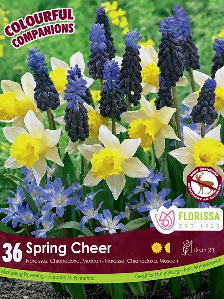 Florissa Companions Spring Cheer