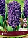 Hyacinth Aida