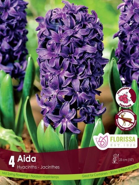 Hyacinth Aida