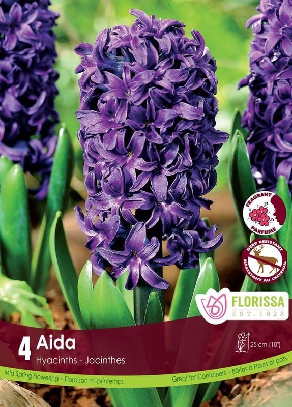 Hyacinth Aida