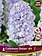 Florissa Hyacinth Caribbean Dream