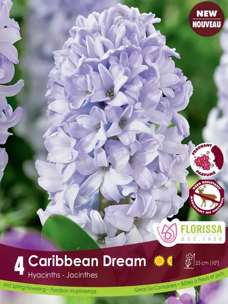 Florissa Hyacinth Caribbean Dream