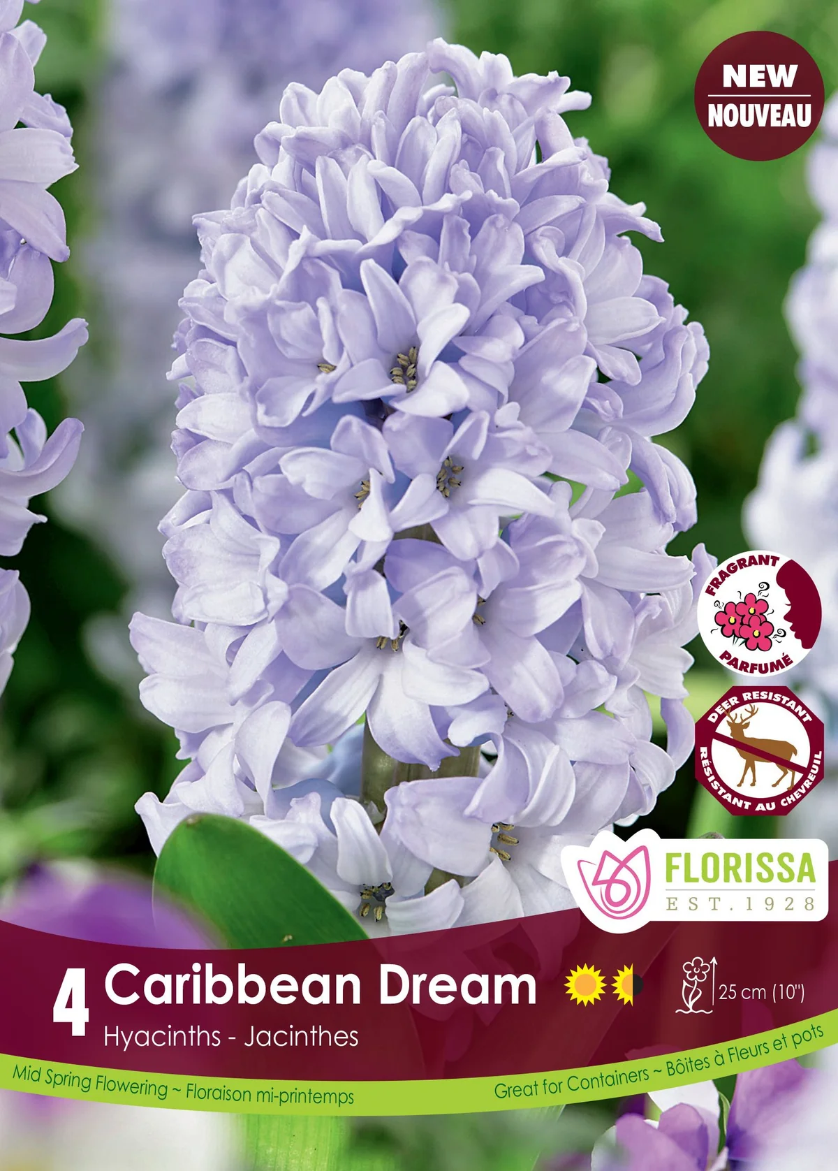 Florissa Hyacinth Caribbean Dream
