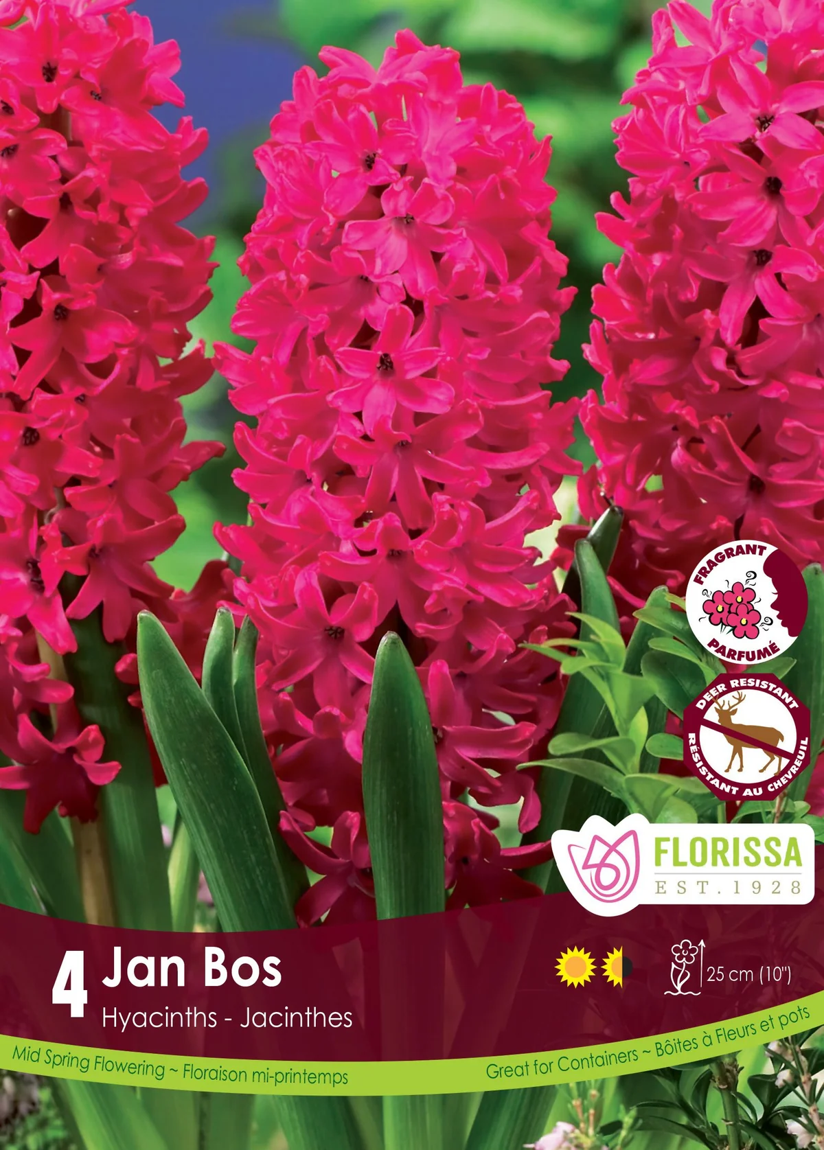 Florissa Hyacinth Jan Bos