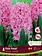 Florissa Hyacinth Pink Pearl