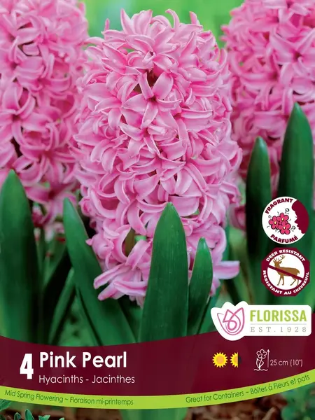 Florissa Hyacinth Pink Pearl