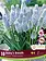 Florissa Muscari Baby's Breath