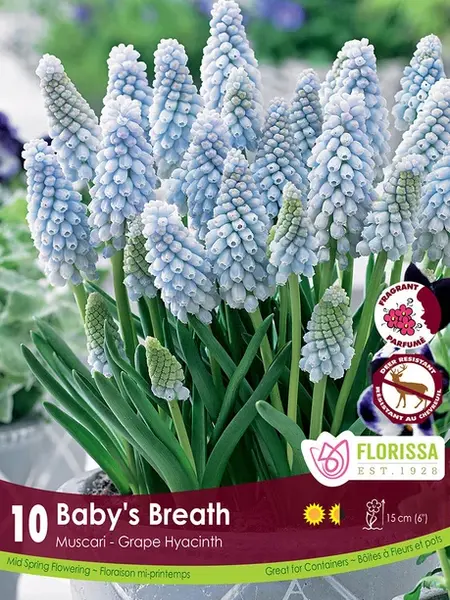 Florissa Muscari Baby's Breath