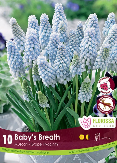 Florissa Muscari Baby's Breath