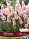 Florissa Muscari Pink Sunrise