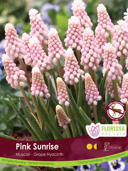 Florissa Muscari Pink Sunrise