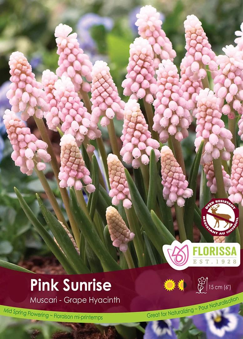 Florissa Muscari Pink Sunrise