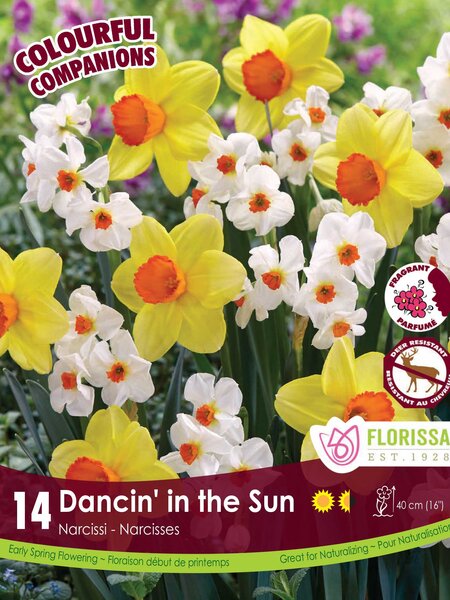 Florissa Narcissi Dancin In The Sun