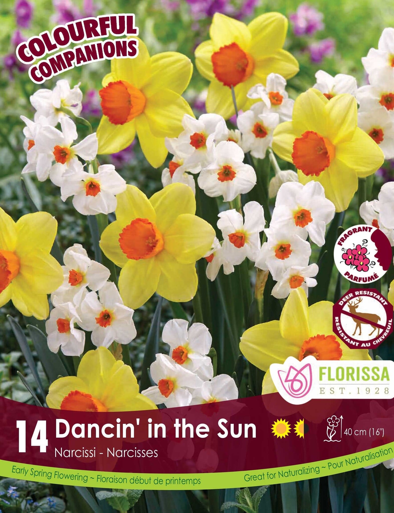 Florissa Narcissi Dancin In The Sun