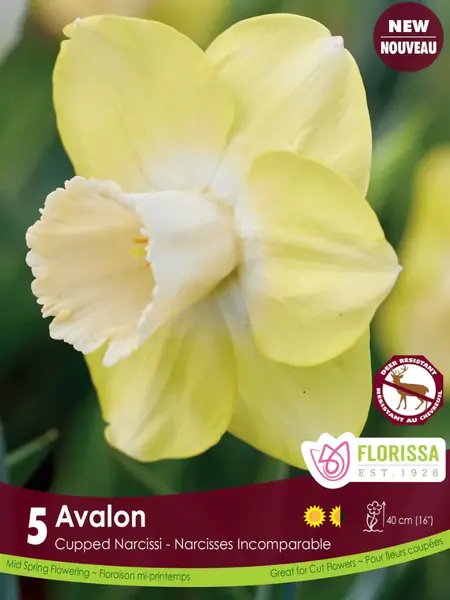 Florissa Narcissus Avalon