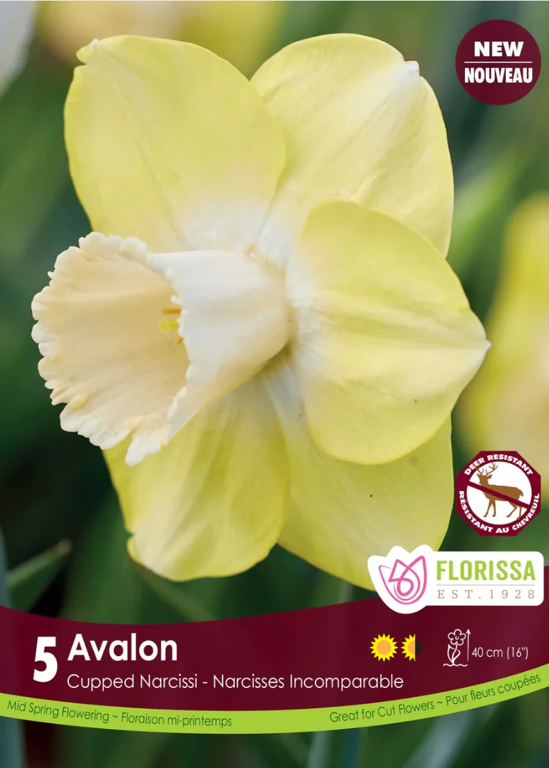 Florissa Narcissus Avalon