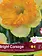Florissa Narcissus Bright Corsage
