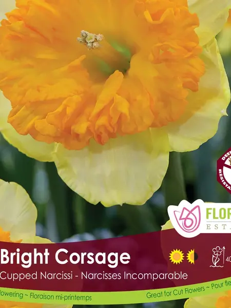 Florissa Narcissus Bright Corsage