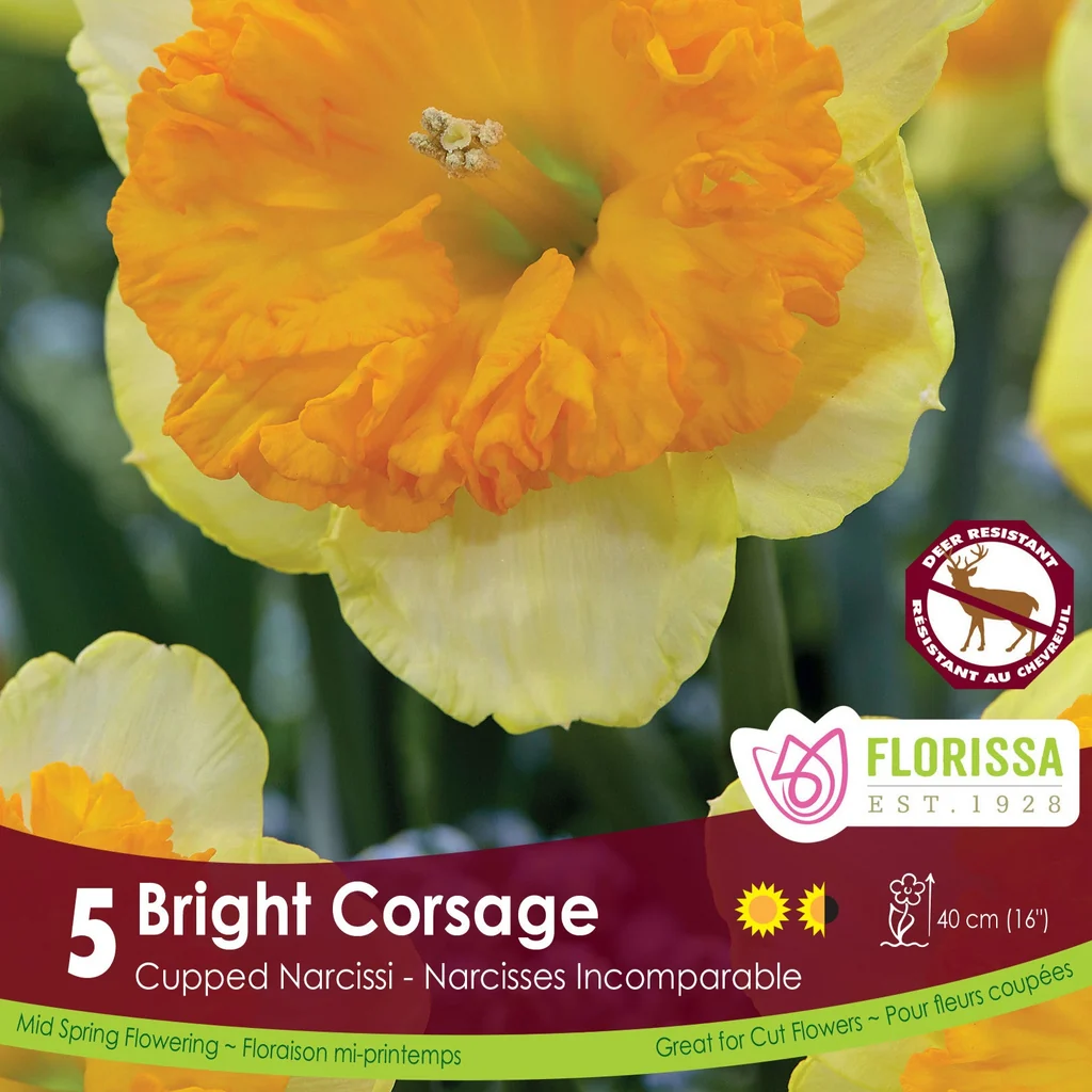 Florissa Narcissus Bright Corsage