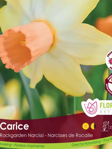 Florissa Narcissus Carice