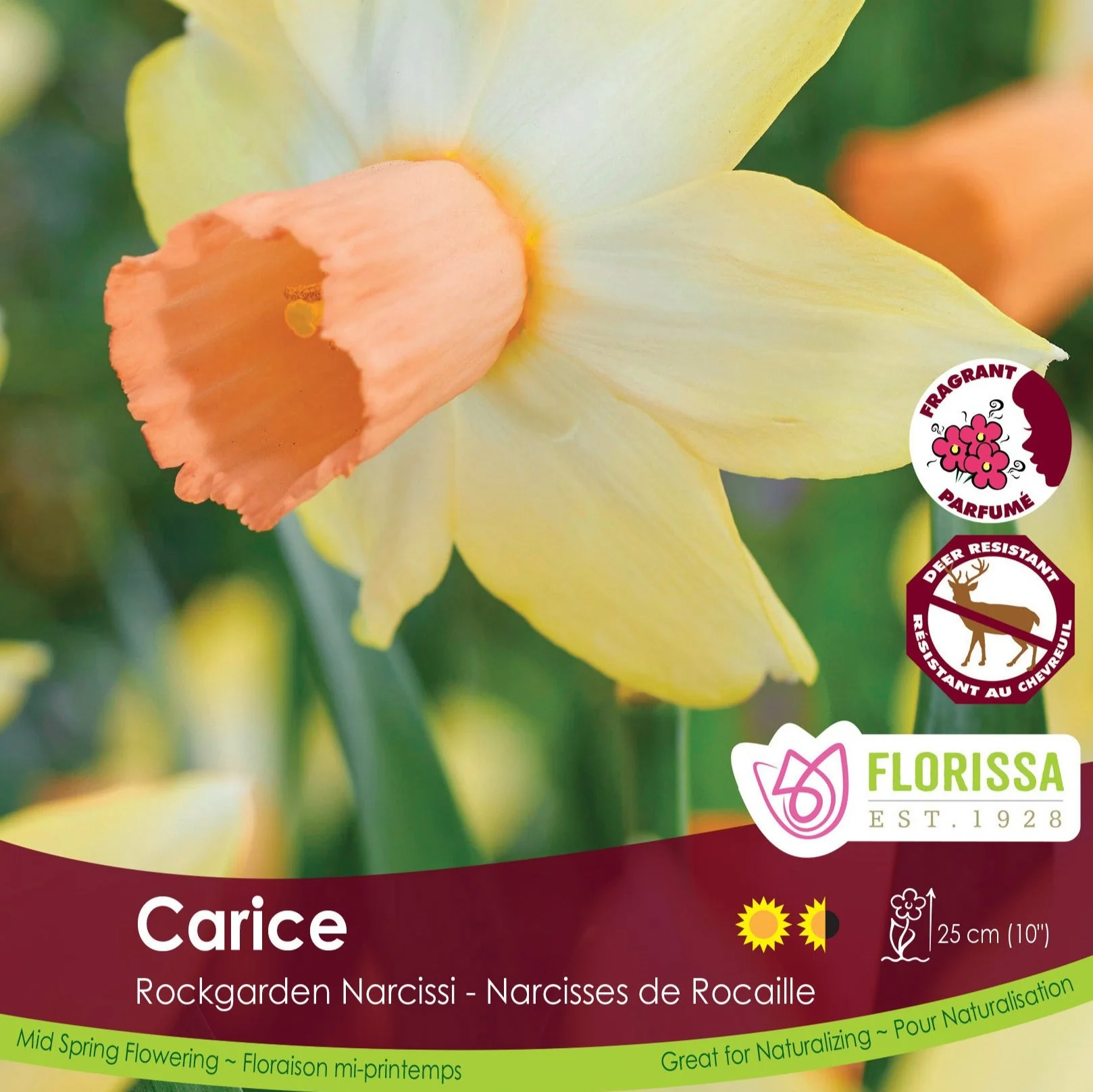 Florissa Narcissus Carice