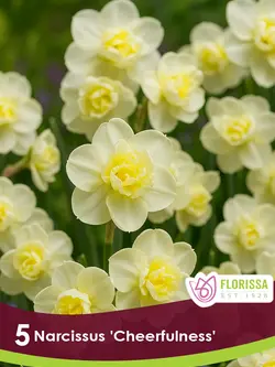 Florissa Narcissus Cheerfulness