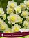 Florissa Narcissus Cheerfulness