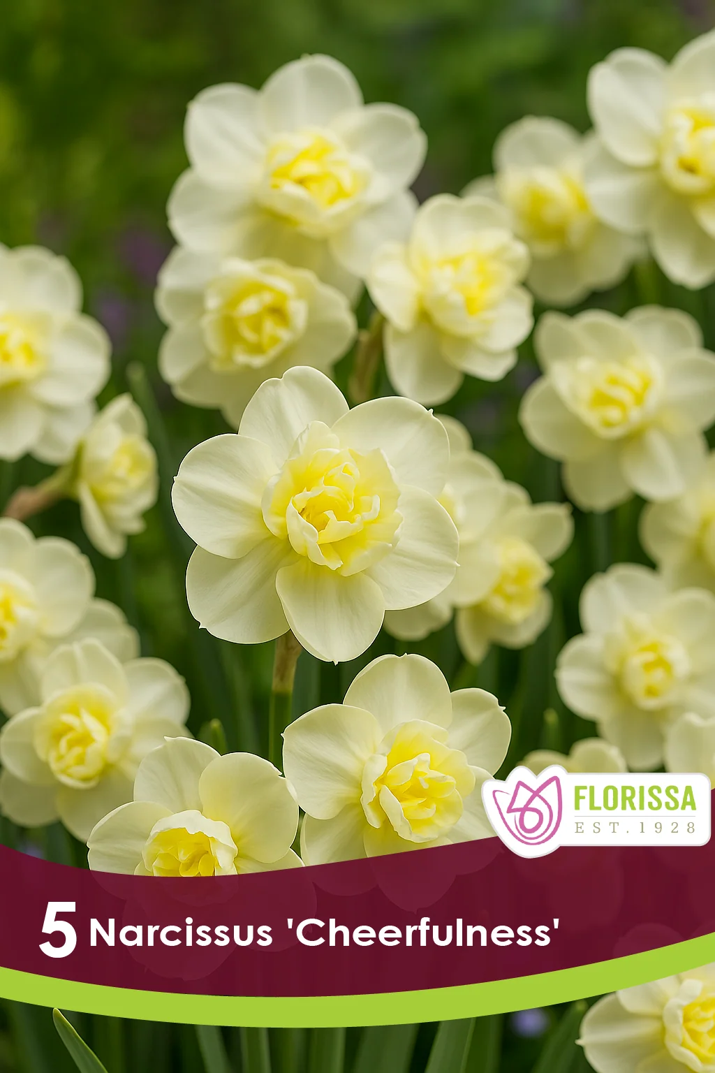 Florissa Narcissus Cheerfulness