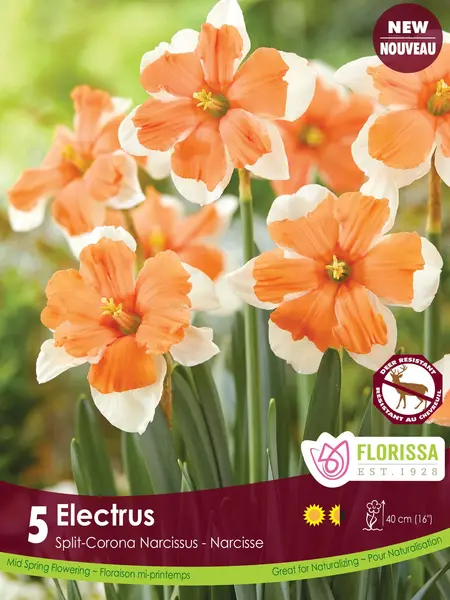 Florissa Narcissus Electrus