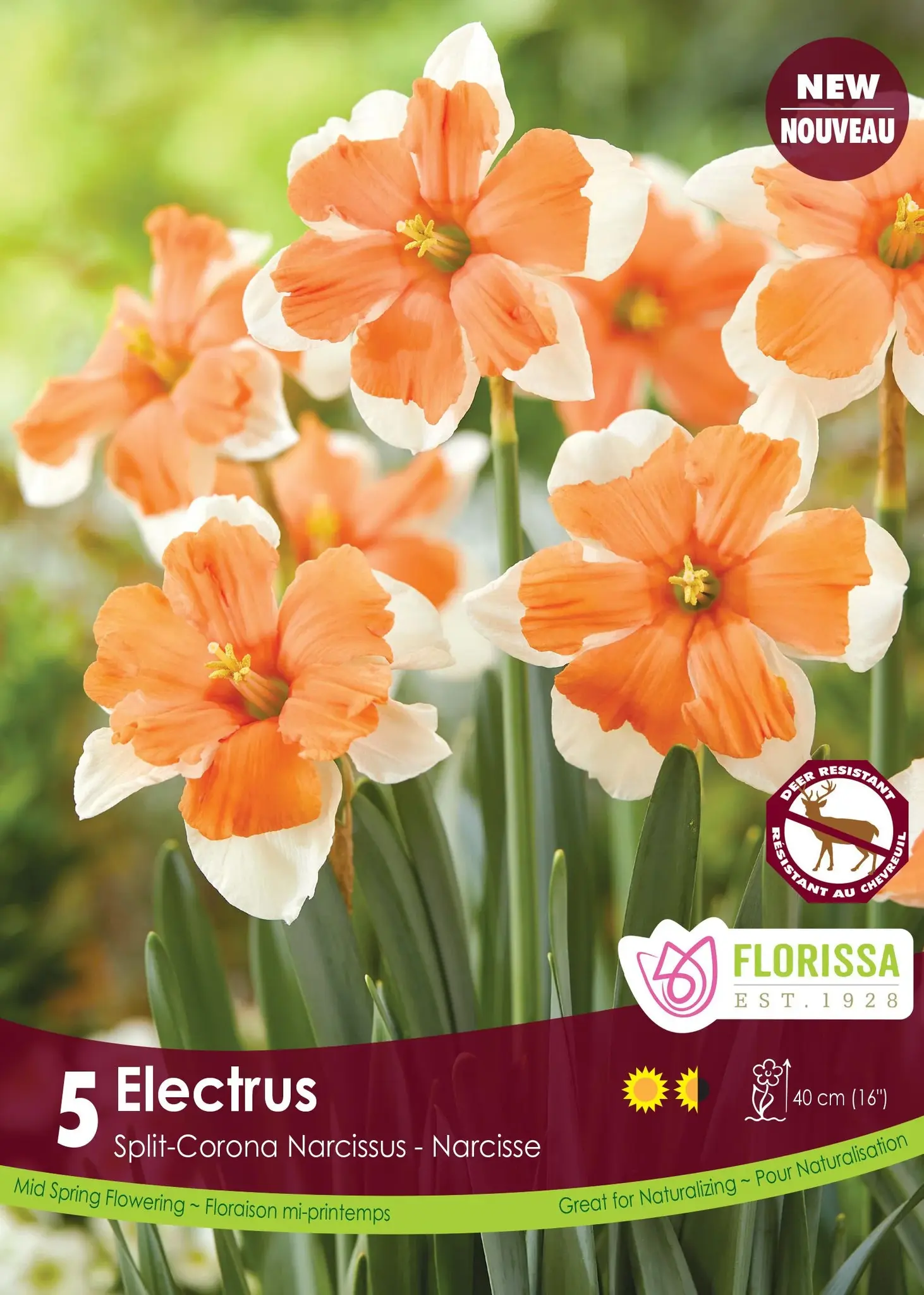 Florissa Narcissus Electrus