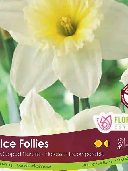 Florissa Narcissus Ice Follies