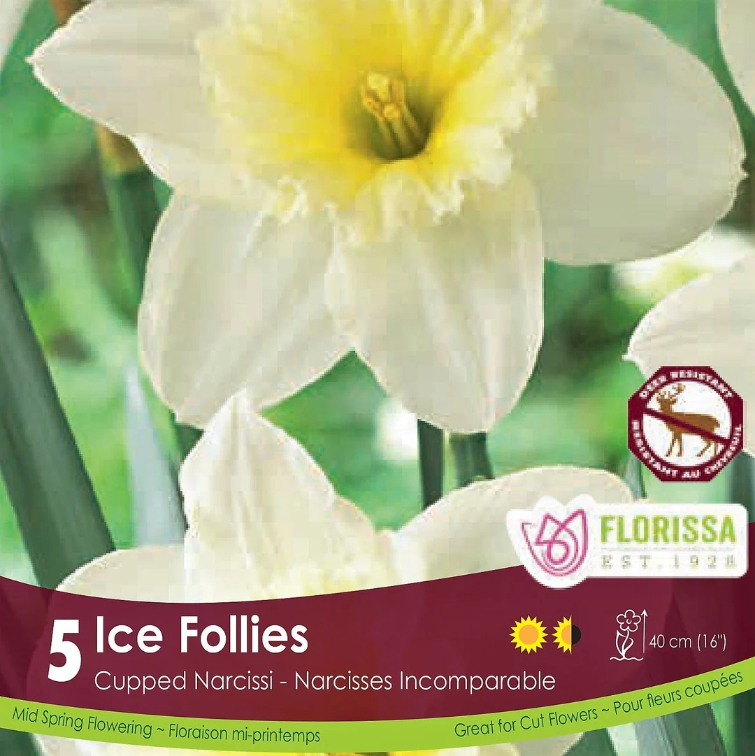 Florissa Narcissus Ice Follies