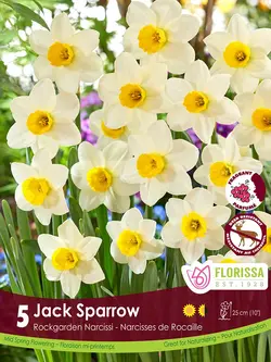 Florissa Narcissus Jack Sparrow