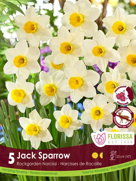 Florissa Narcissus Jack Sparrow