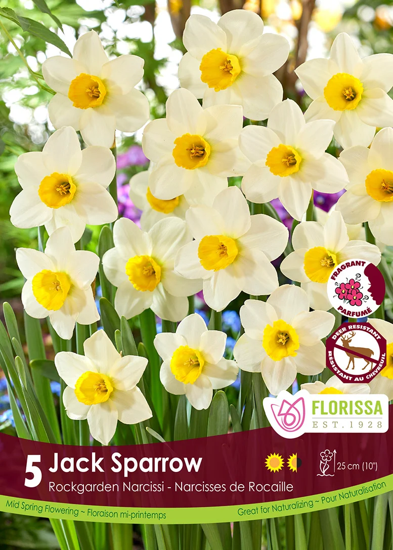 Florissa Narcissus Jack Sparrow
