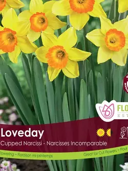 Florissa Narcissus Loveday