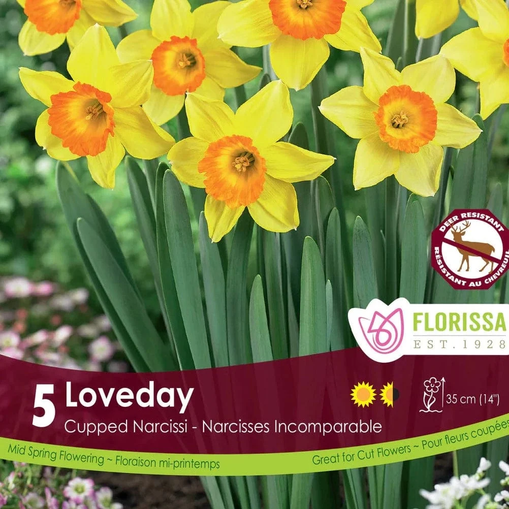 Florissa Narcissus Loveday