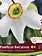 Florissa Narcissus Poeticus Recurvus