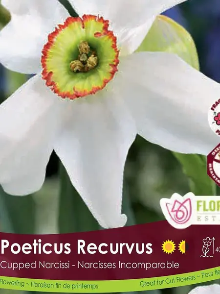 Florissa Narcissus Poeticus Recurvus