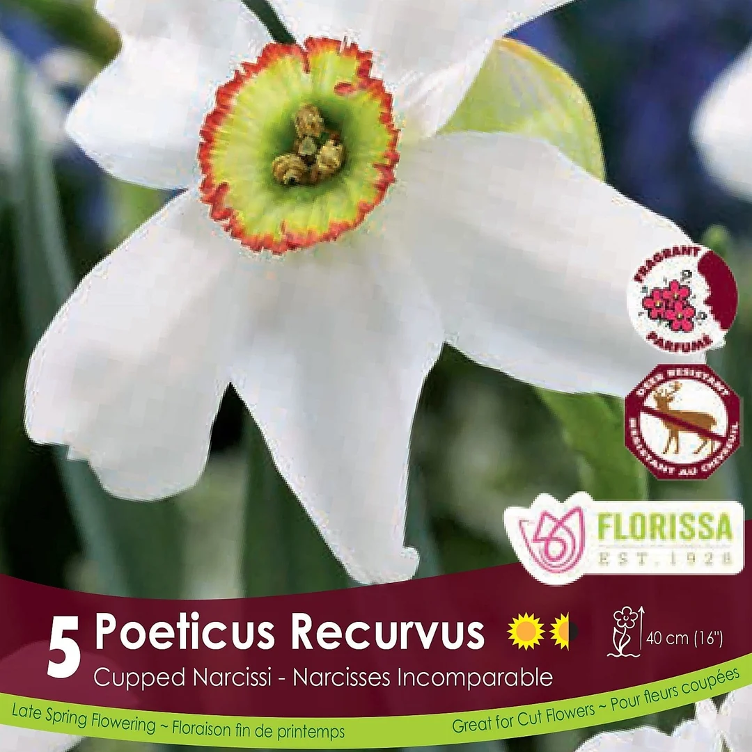 Florissa Narcissus Poeticus Recurvus
