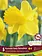 Florissa Narcissus Rynveld Early Sensation