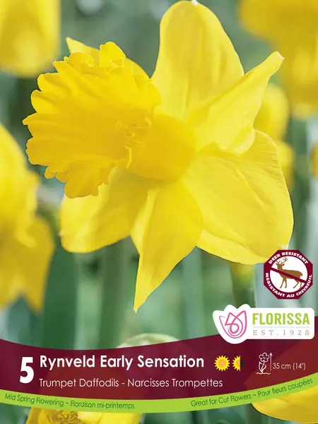 Florissa Narcissus Rynveld Early Sensation