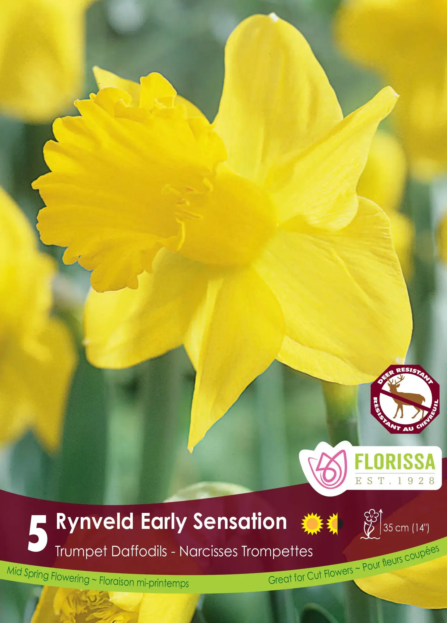 Florissa Narcissus Rynveld Early Sensation