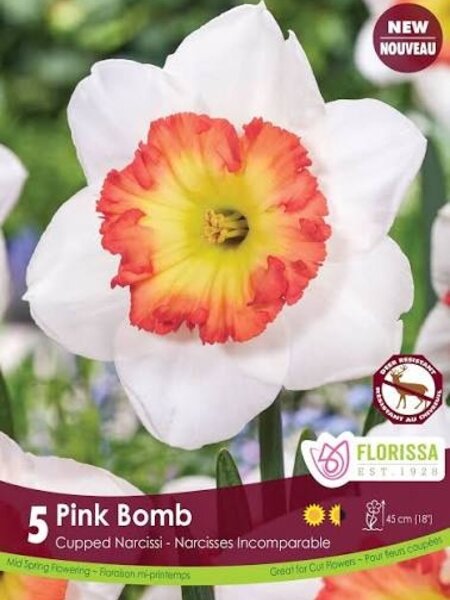 Florissa Narcissus. Pink Bomb