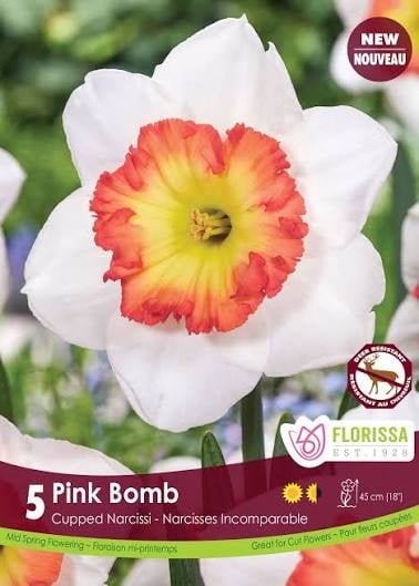 Florissa Narcissus. Pink Bomb