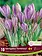 Florissa Snowcrocus Laevigatus Fontenayi