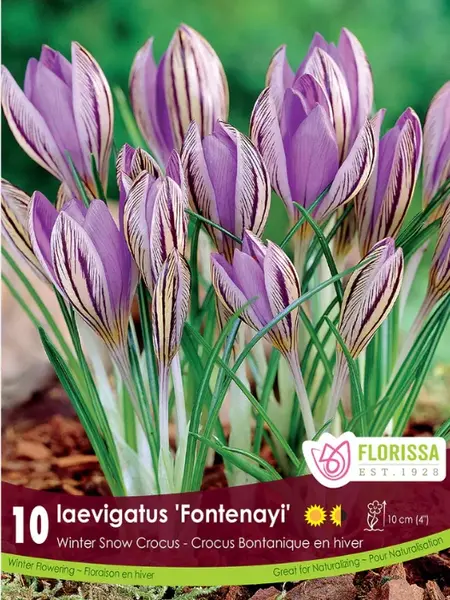 Florissa Snowcrocus Laevigatus Fontenayi