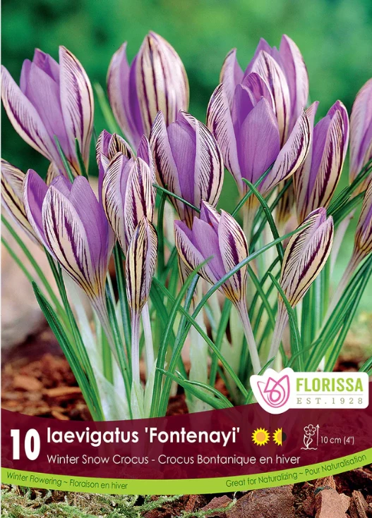 Florissa Snowcrocus Laevigatus Fontenayi