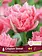 Florissa Tulip Crispion Sweet